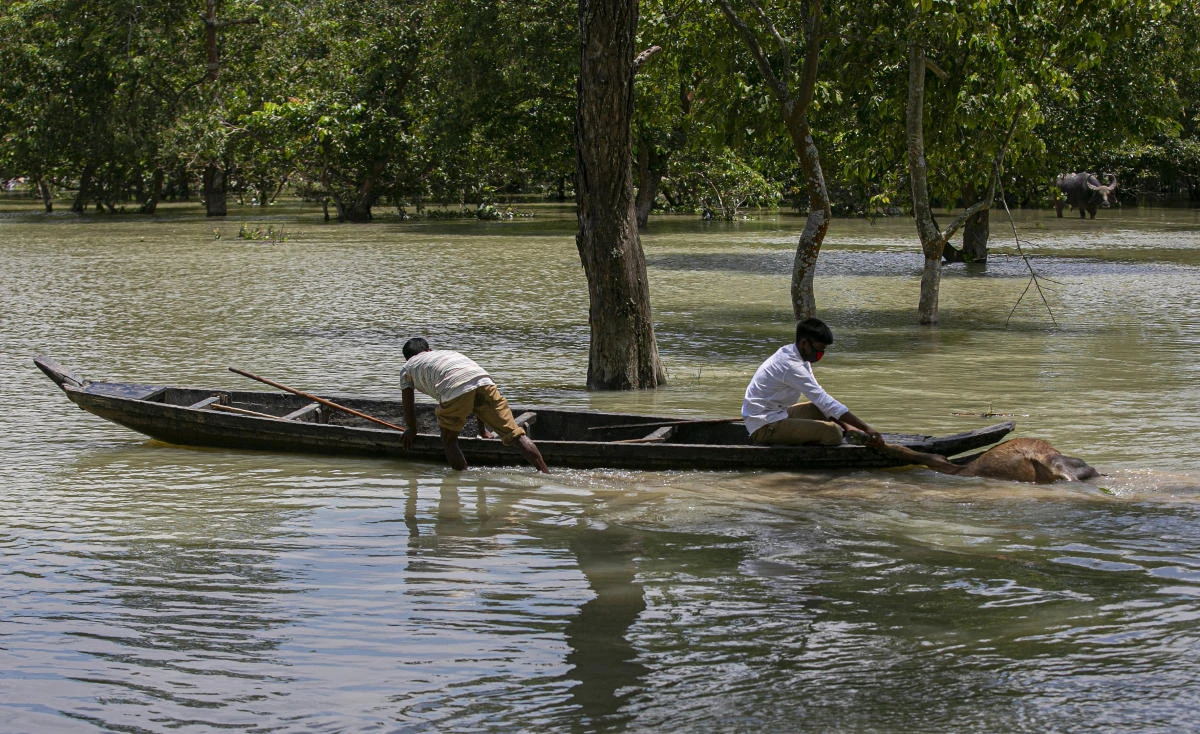 An Indian forest guard on a boat takes away the carcass of a wild buffalo calf through flood water at the Pobitora wildlife sanctuary in Pobitora, Morigaon district, Assam, India, Thursday, July 16, 2020. Floods and landslides triggered by heavy monsoon rains have killed dozens of people in this northeastern region. (AP)