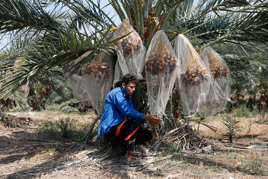 A Palestinian worker harvests dates in the Jordan Valley village of Jiftlik in the Israeli-occupied West Bank on September 11, 2019. (File/AFP)