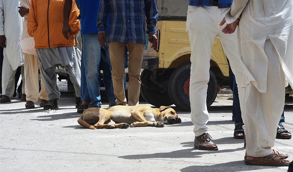 A stray dog on a street as people line up maintaining social distancing to buy groceries from a governmental subsidized shop during a nationwide lockdown in Karachi in April. (Files/AFP)