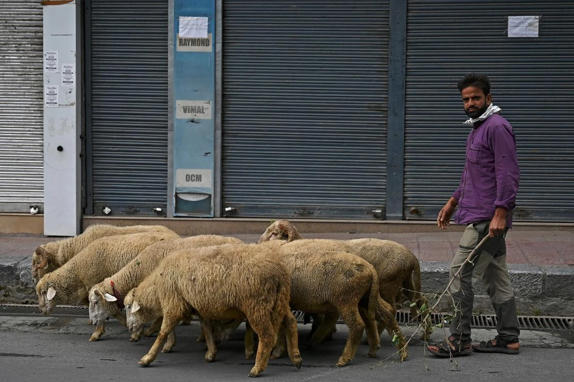 A shepherd drives a flock of sheep during a lockdown imposed by authorities after a sudden surge of COVID-19 cases, Srinagar, July 21, 2020. (AFP)