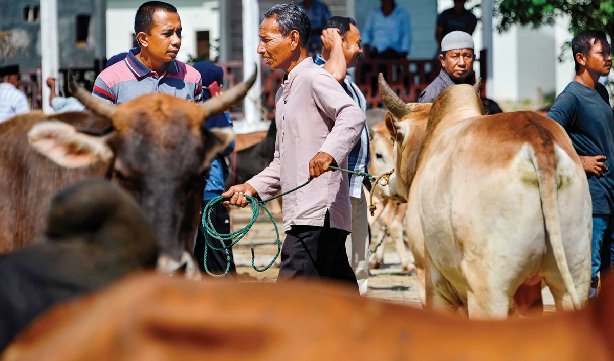 Under the Qurbani-saving program, each participating household is given a choice of animal, a cow or bull, with price ranging between $1,000 and $15,000, depending on its weight and breed. (AFP)