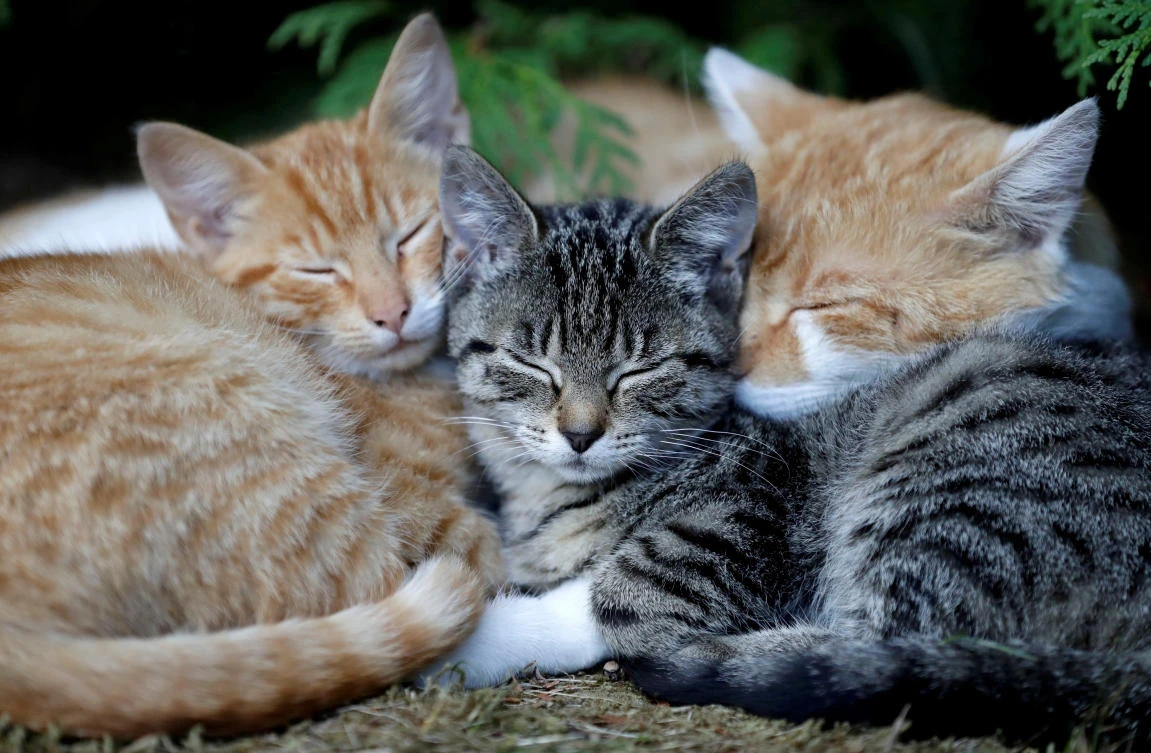 Cats sleep in the village of Krompach near the town of Cvikov, Czech Republic, Aug. 26, 2018. (Reuters)