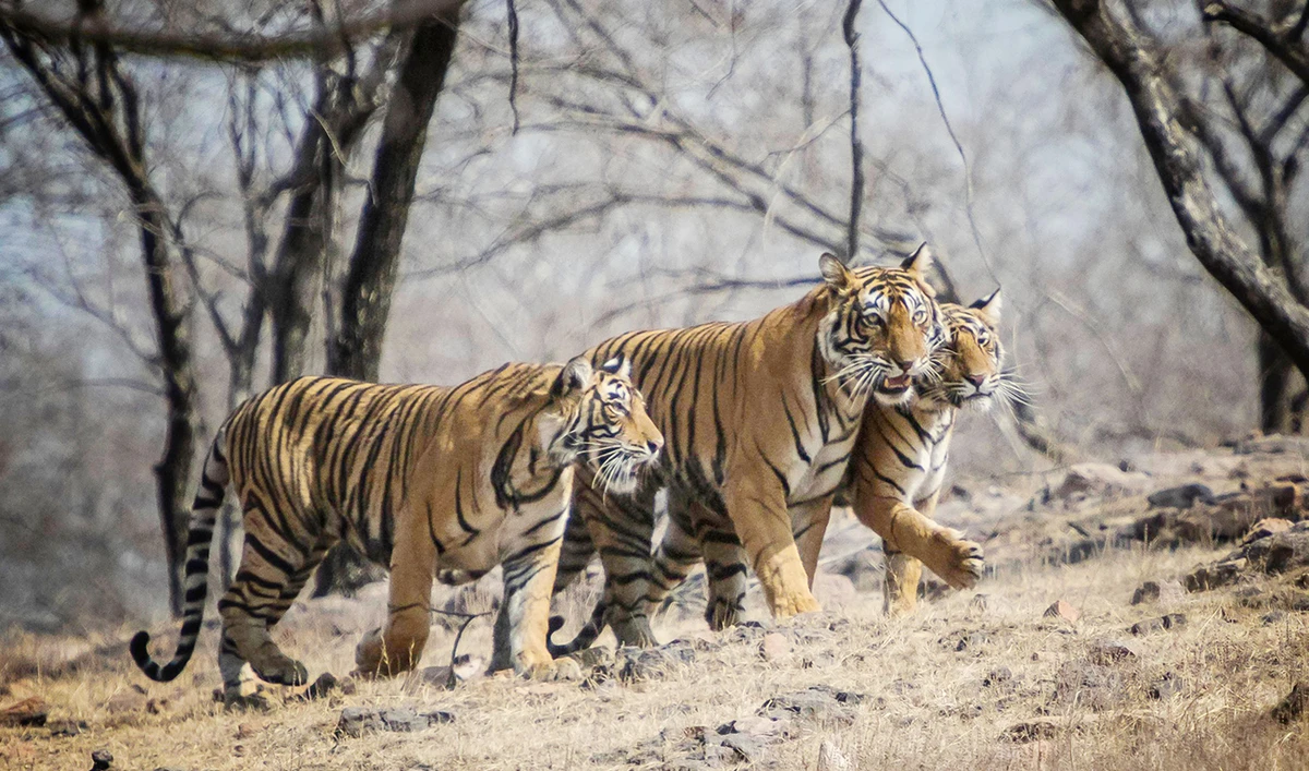 Bengal tigers are critically endangered species, as conservationists work to educate people on the need to save the global tiger population. (Shutterstock)