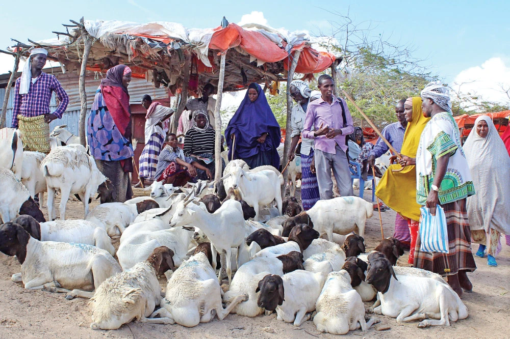 Villagers buy sheep and goats for Eid Al-Adha at a livestock market in Mogadishu. A fall in demand amid Hajj restrictions and coronavirus fears has cut the country’s animal exports. (AFP)
