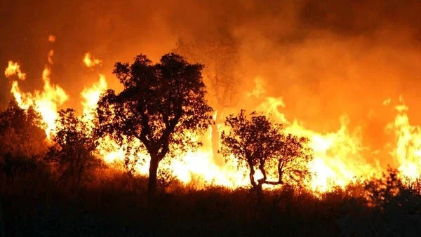 Fire had ravaged thousands of hectares of forest land in Algeria in recent days. (AFP file photo)