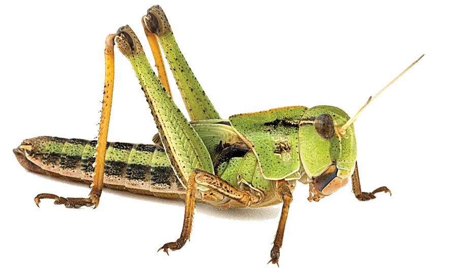 Plague to protein: Israeli firm  seeks to put locusts on the menu