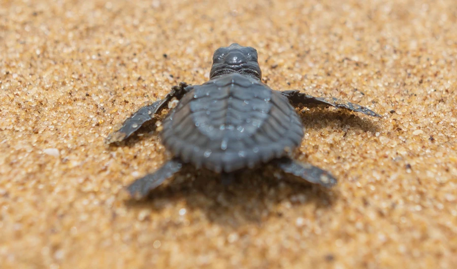 Saudi Environmental Special Forces identify men caught on film mistreating turtles
