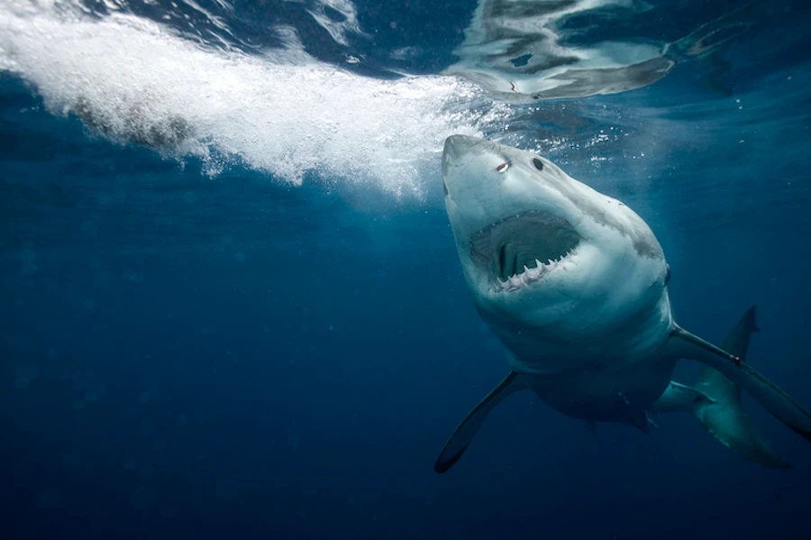 The 2020 edition of Shark Week kicks off on Aug. 16. (Supplied)
