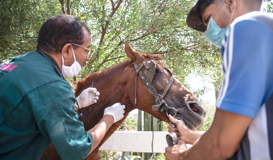 A doctor inspects a sick horse at the SPANA shelter in Marrakech. (AP)