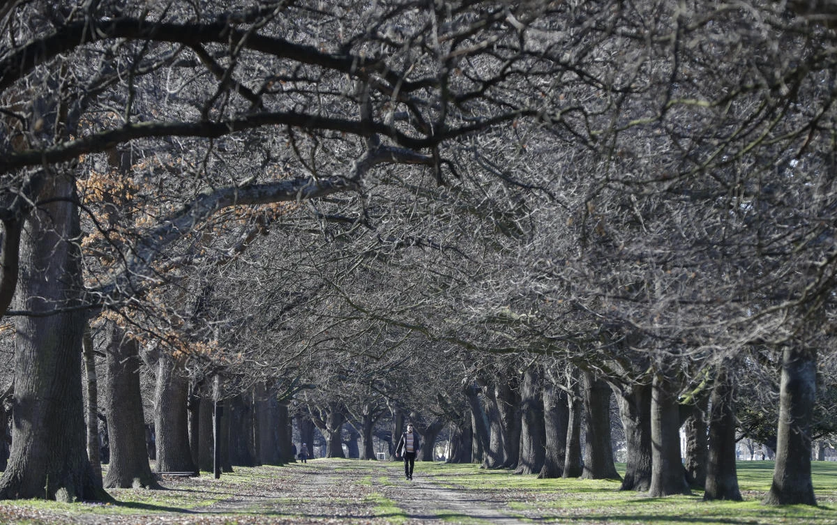 A man walks among the trees at Hagley Park in Christchurch, New Zealand, Sunday, Aug. 9, 2020. New Zealand on Sunday marked 100 days since it stamped out the spread of the coronavirus, a rare bright spot in a world that continues to be ravaged by the disease. (AP)