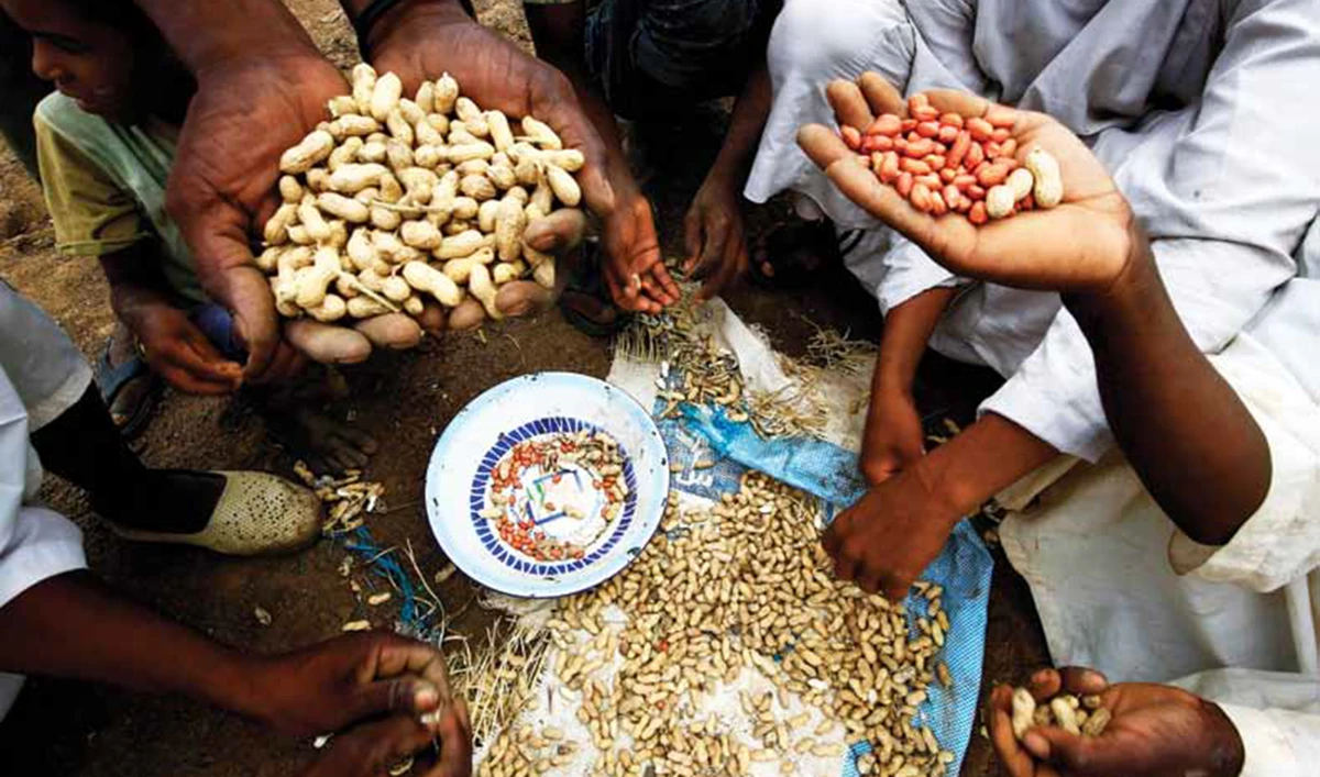 Sudan was once so famous for its produce of peanuts that some called the tasty seed snack ‘Sudani’ in Arabic — but now, an export ban has left traders reeling. (AFP)