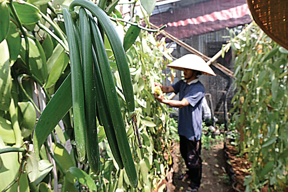 Spice is right as Indonesian startups eye value in vanilla