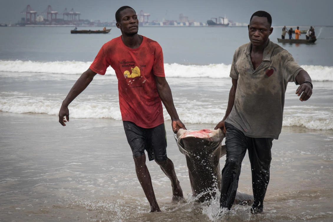 Artisanal fishermen pull a recently caught shark onto the Songolo Beach in Pointe-Noire, Congo Republic November 14, 2019. Picture taken November 14, 2019. (Reuters)
