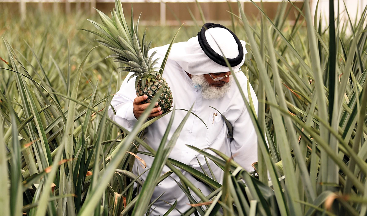 Emirati farmer Abdellatif Al-Banna walks among pineapple trees on his smart farm in Dubai. The UAE is heavily dependent on food imports, which make up 90 percent of its needs, official figures show. (AFP)