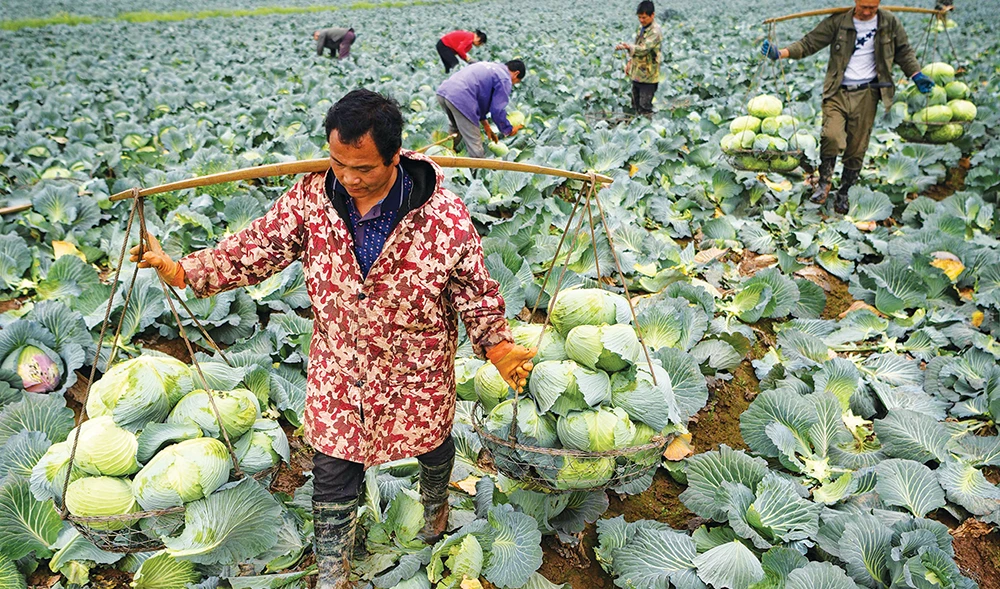 China’s crash diet warning raises fears of a looming food crisis