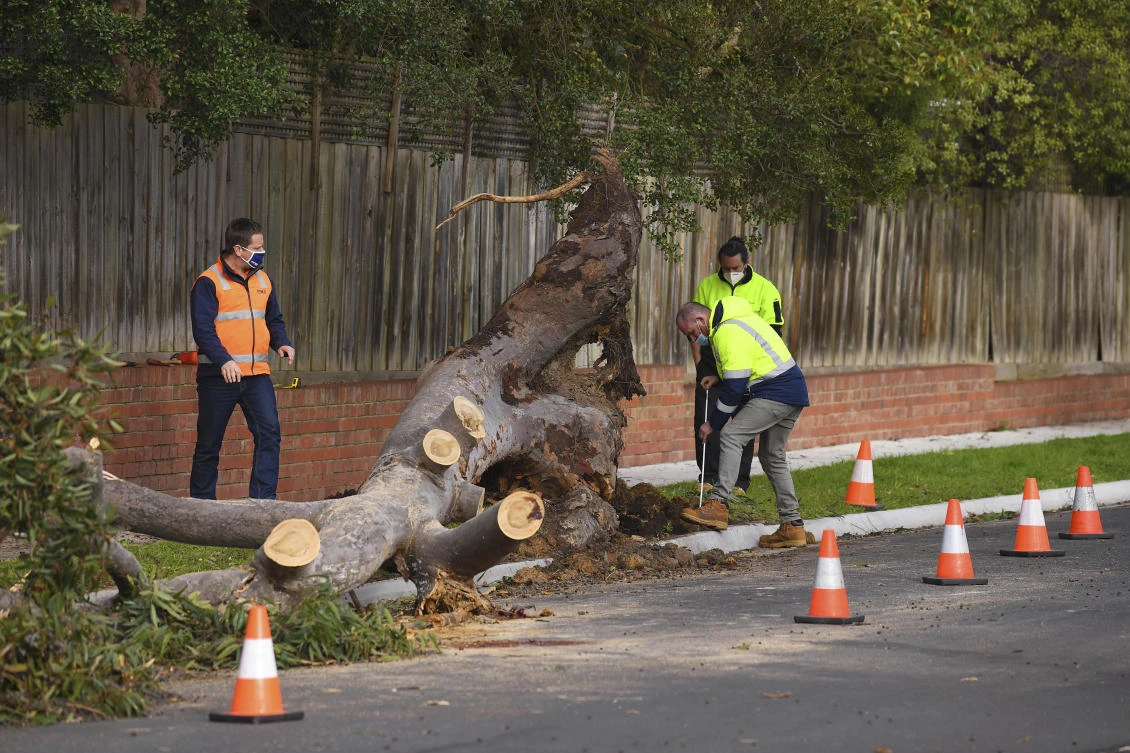 Men work on removing a fallen tree, Friday, Aug. 28, 2020, which struck and killed a 4-year-old boy in Melbourne, Australia. Three people were killed by falling trees and 50,000 homes were left without power after a wild storm Thursday. (AP)