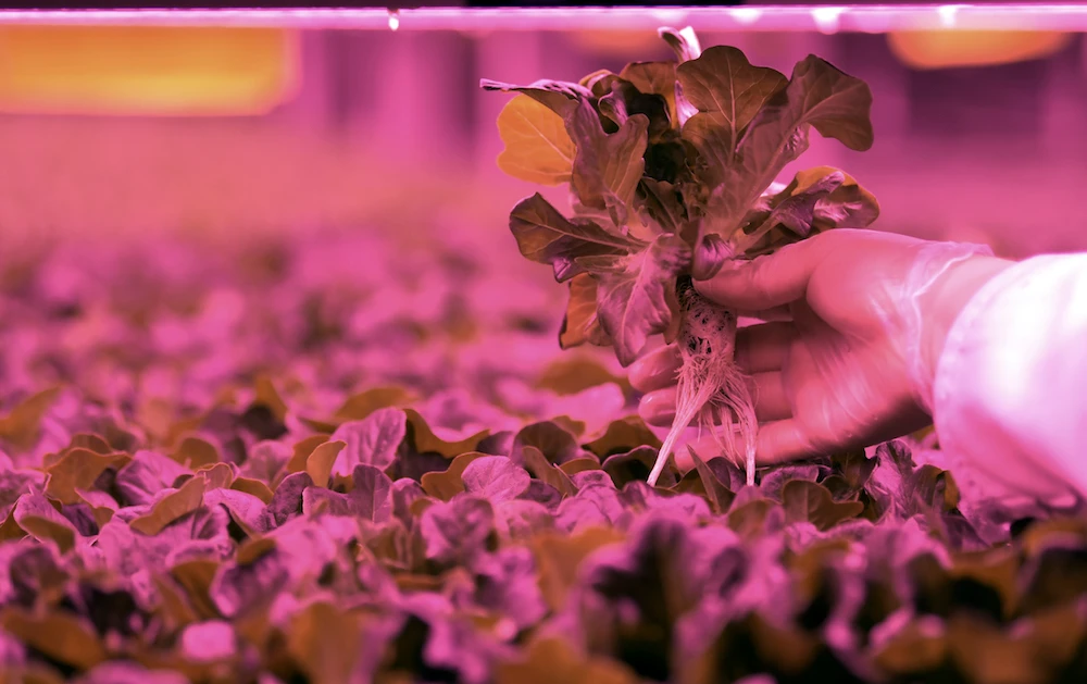 An indoor vertical farm in Dubai that grow food all year round. Israel and the UAE agreed to work together on food and water security. (AFP/File)
