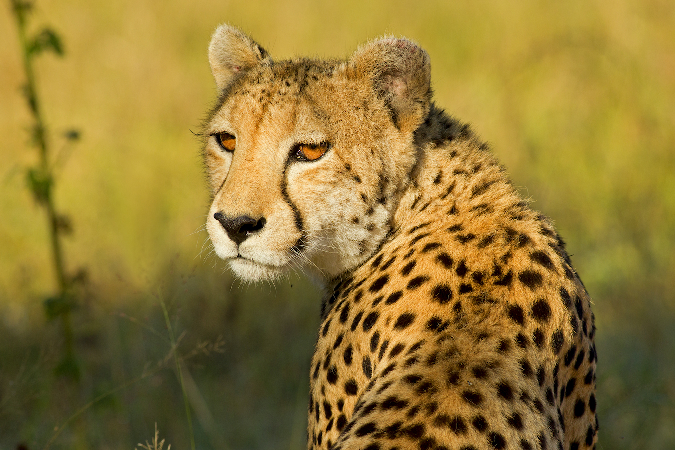 Wildlife worries