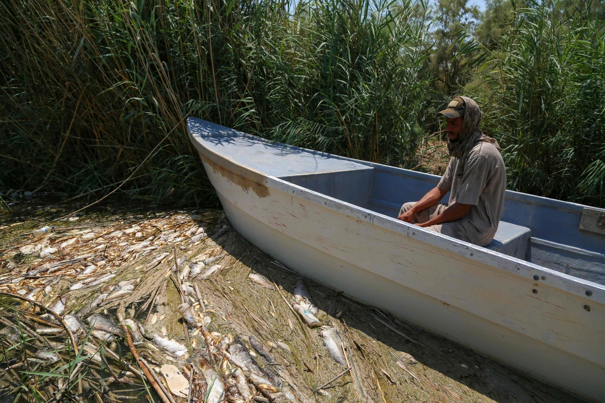 An Iraqi fisherman makes his way through dead fish and plants in the Delmaj marsh, east of the city of Diwaniyah, in Iraq’s southern province on August 25, 2020. (AFP)