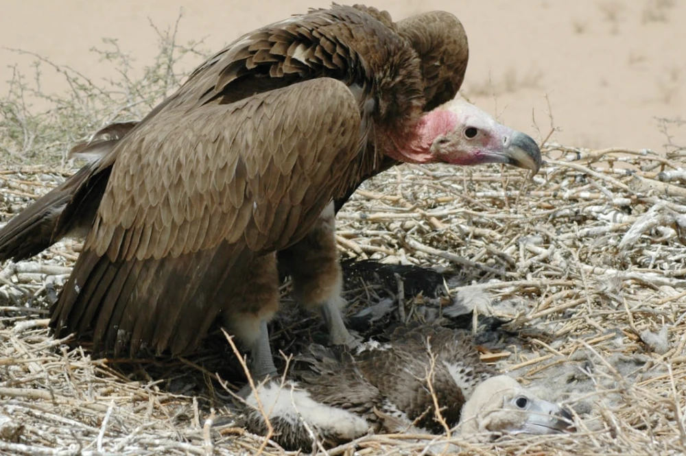 500 million birds migrate through Saudi Arabia every year