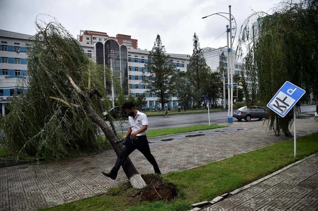 A man steps over a fallen tree as a typhoon passes by in Pyongyang on August 27, 2020. (AFP file photo)