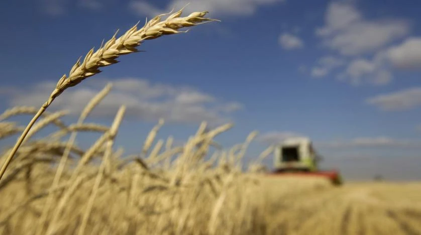 Egypt sets up commodities exchange for wheat, oils, sugar and rice