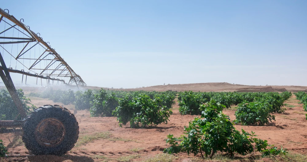 The board also approved direct and indirect financing of agriculture enterprises across the Kingdom. (SPA)