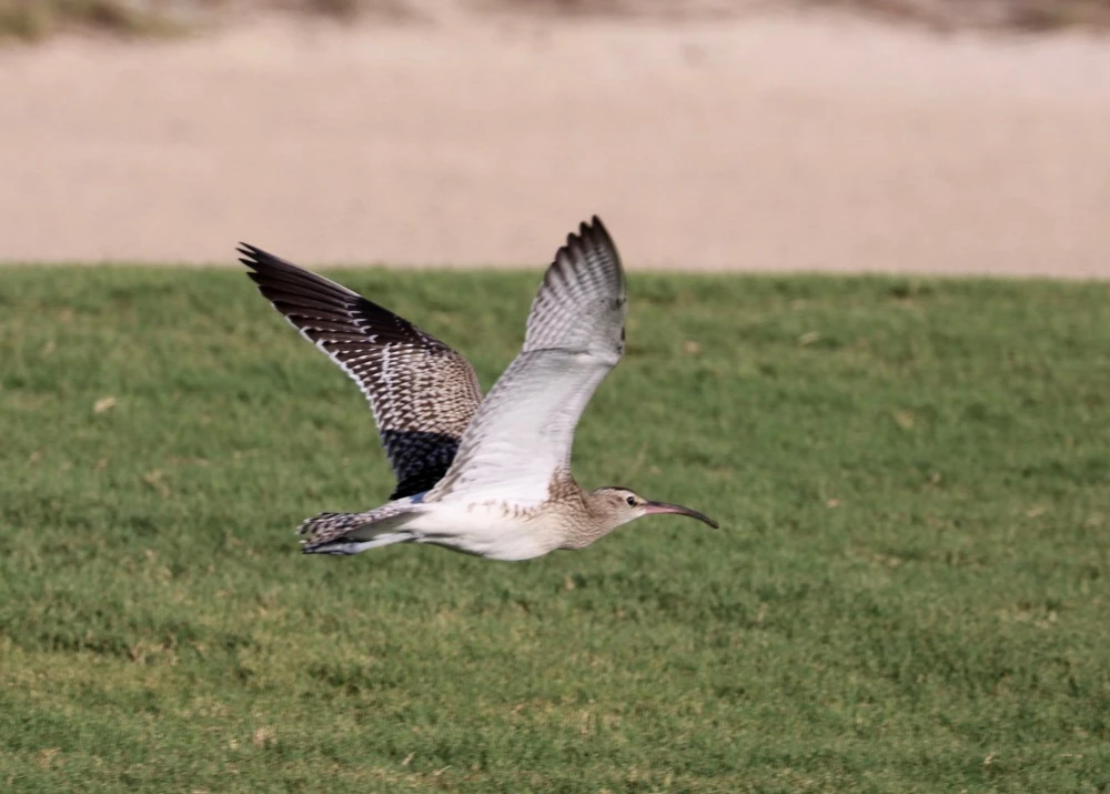 First UAE sighting of one of the world’s rarest birds in Abu Dhabi