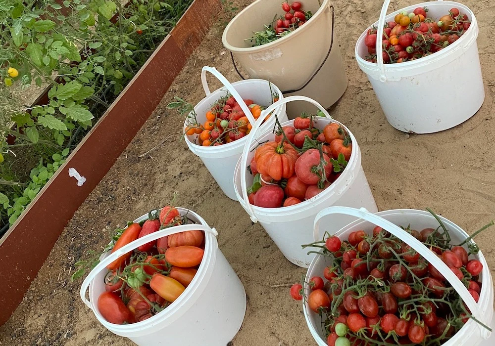 Anu Ranade has grown and harvested more than 40 varieties of tomatoes, in addition to numerous crops. Supplied