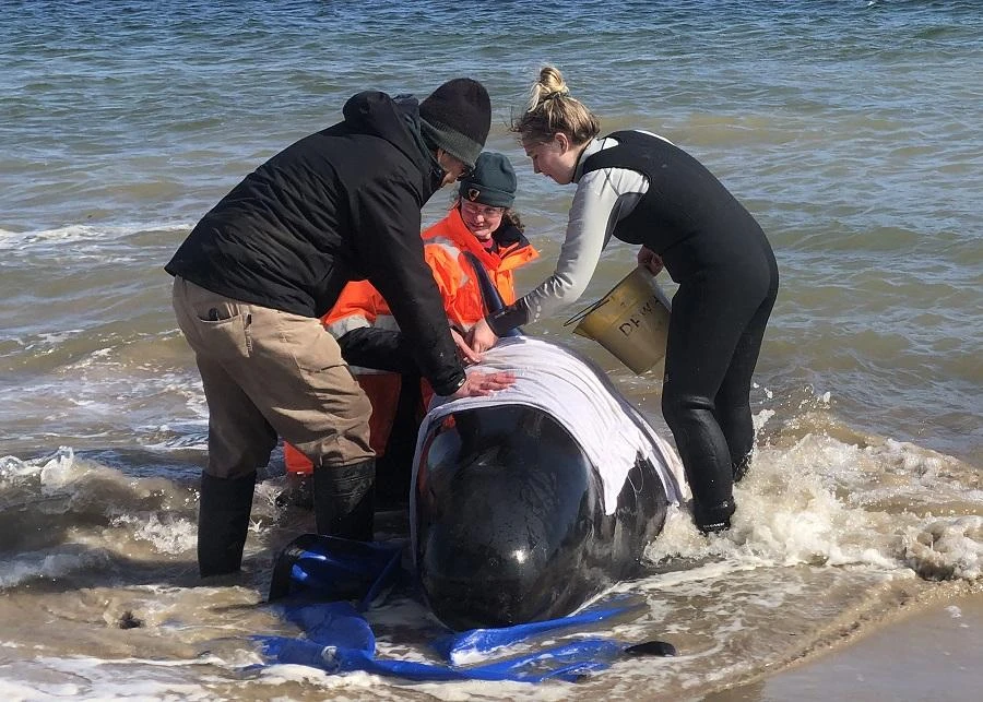 A handout photo taken on September 22, 2020 and received on September 23 from Tasmania Police shows people helping a whale in Macquarie Harbour on the rugged west coast of Tasmania, as hundreds of pilot whales have died in a mass stranding in southern Australia despite efforts to save them, with rescuers racing to free a few dozen survivors. (File/AFP)