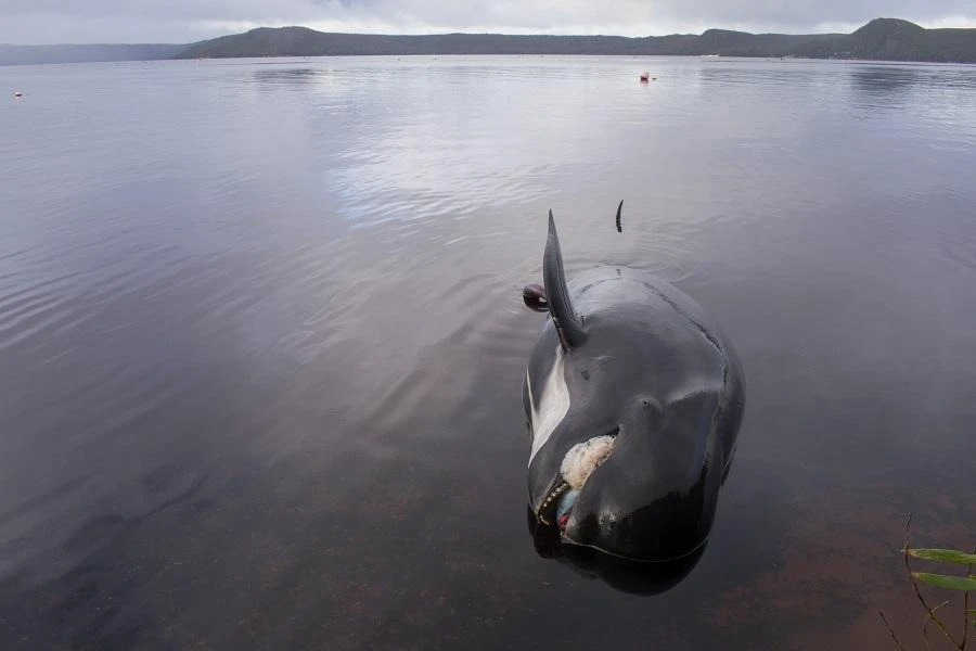Australia plans disposal of hundreds of stranded whale carcasses