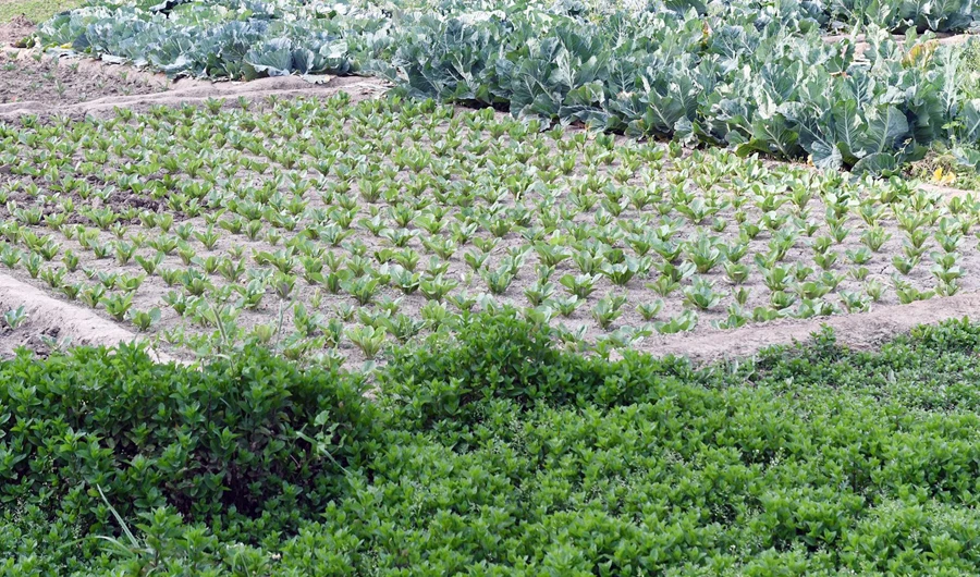 Arab Agriculture Day to be observed on Sunday