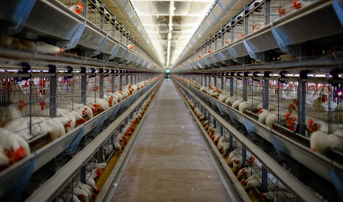 Egypt resumes poultry exports after decade-long ban