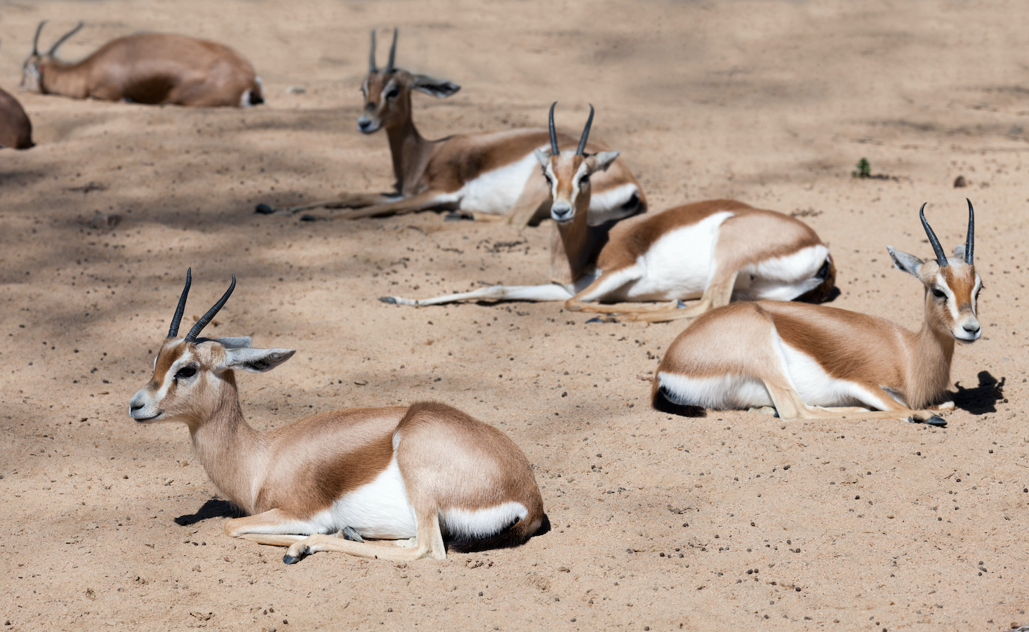 Saudi dorcas gazelles
