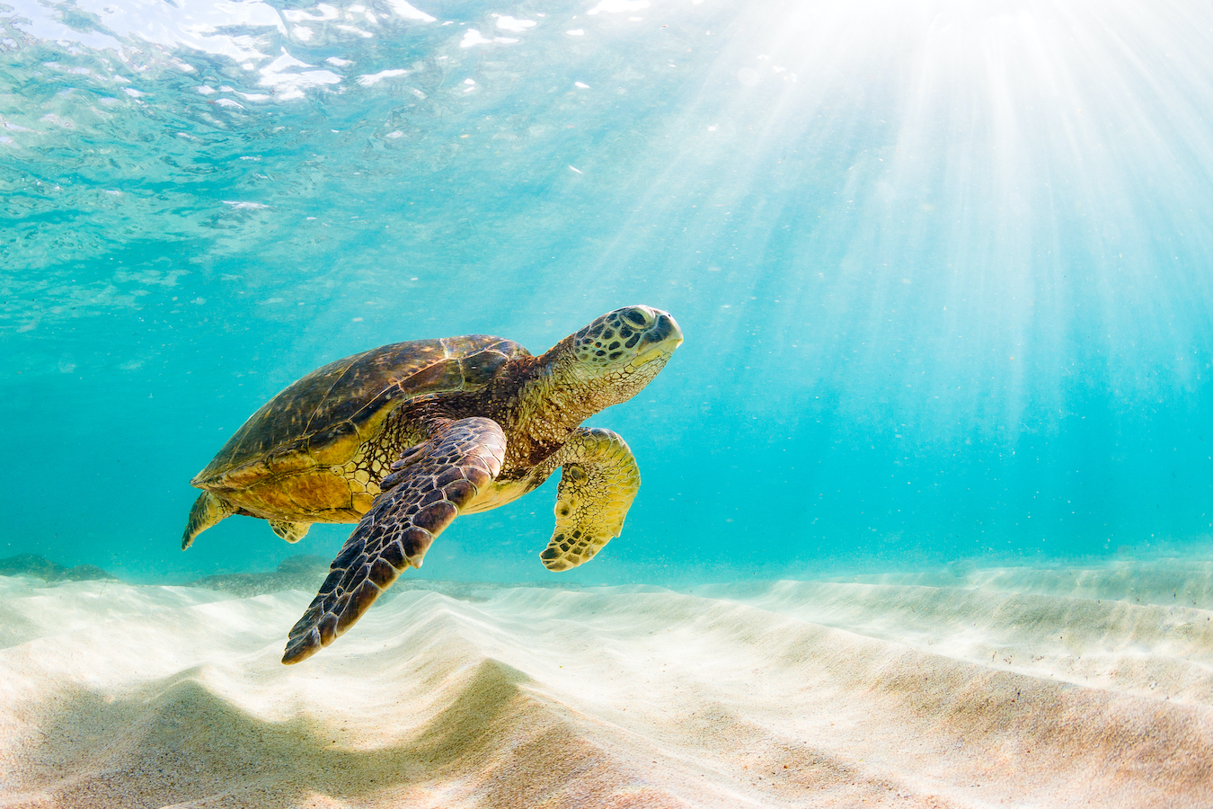Green sea turtles