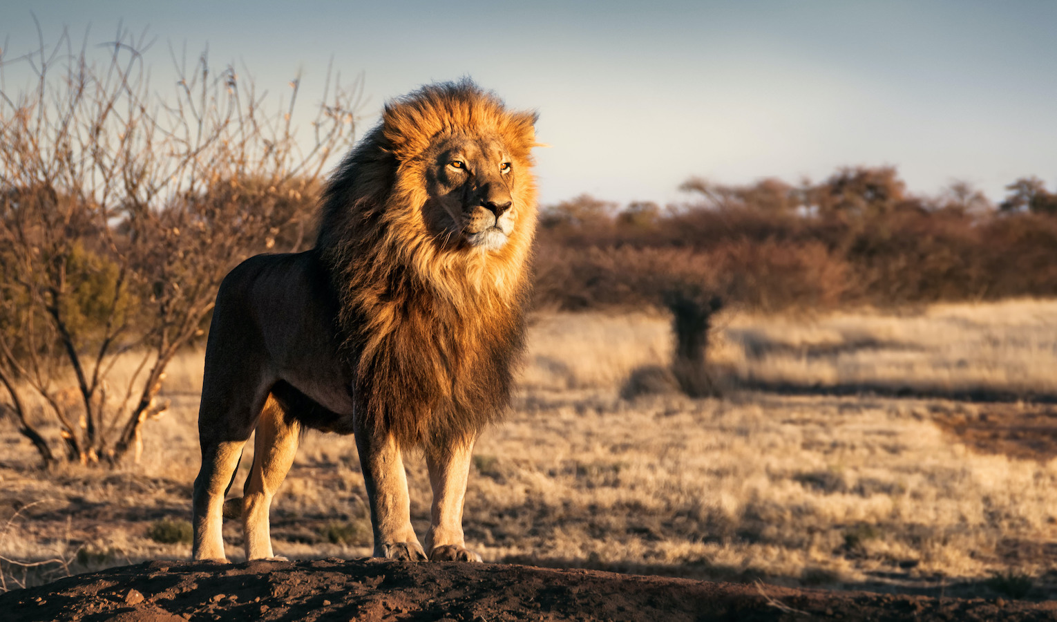 Lions