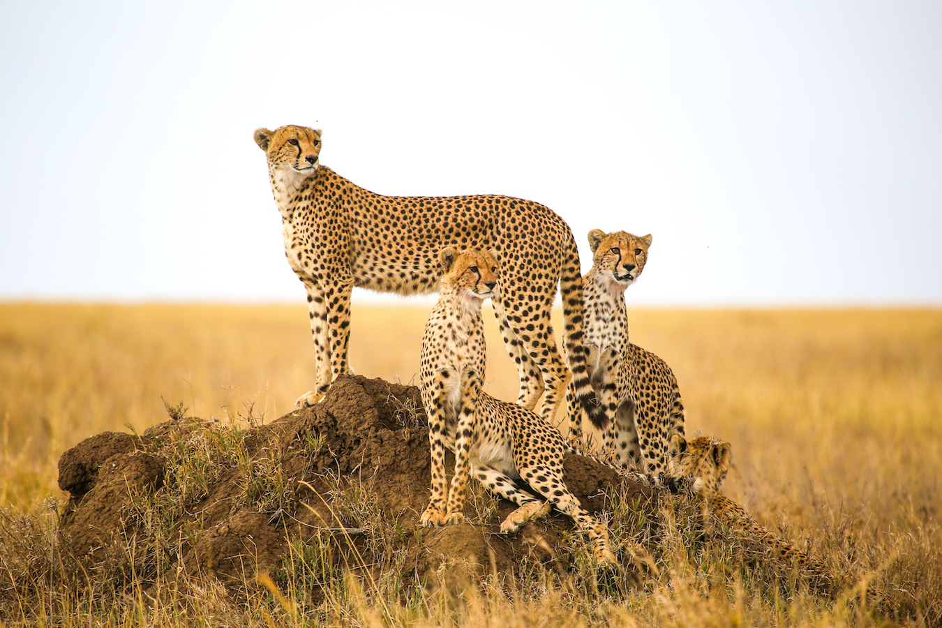 Cheetahs