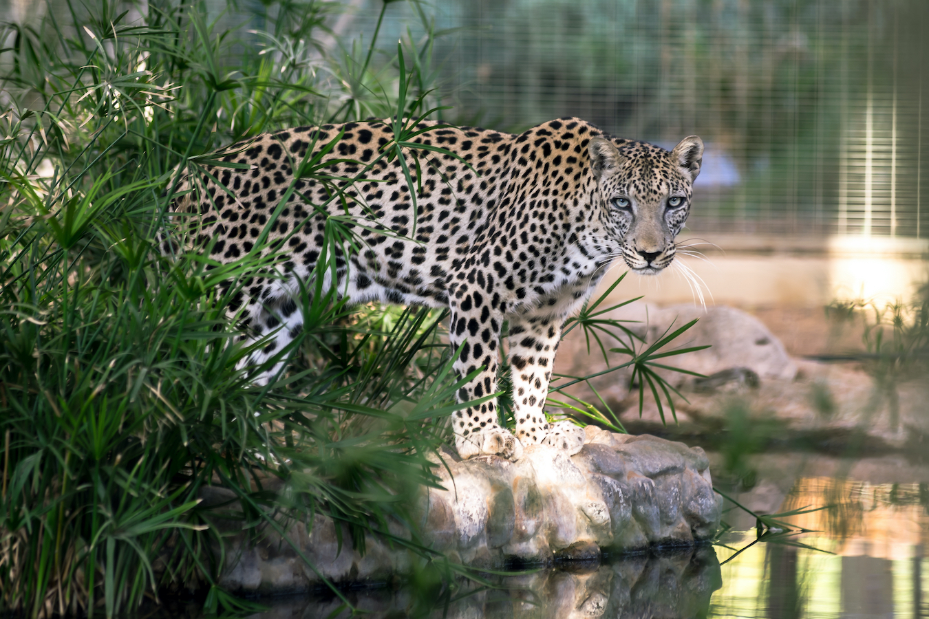 Arabian leopards