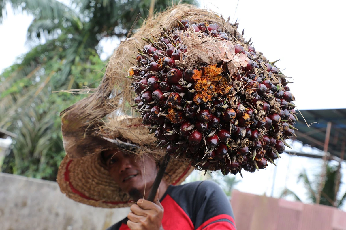 A worker holds a palm oil fruit bunch at a factory in Tanjung Karang, Malaysia. (Reuters)
