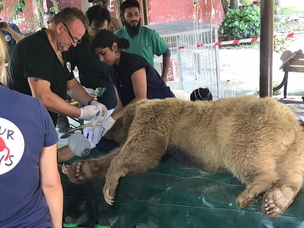 Dr. Frank Goritz, head veterinarian at the Leibniz Institute for Zoo and Wildlife Research (IZW) Berlin, treats Suzi, the female bear at Islamabad Zoo, on Sept. 22. (Photo courtesy: IWMB)