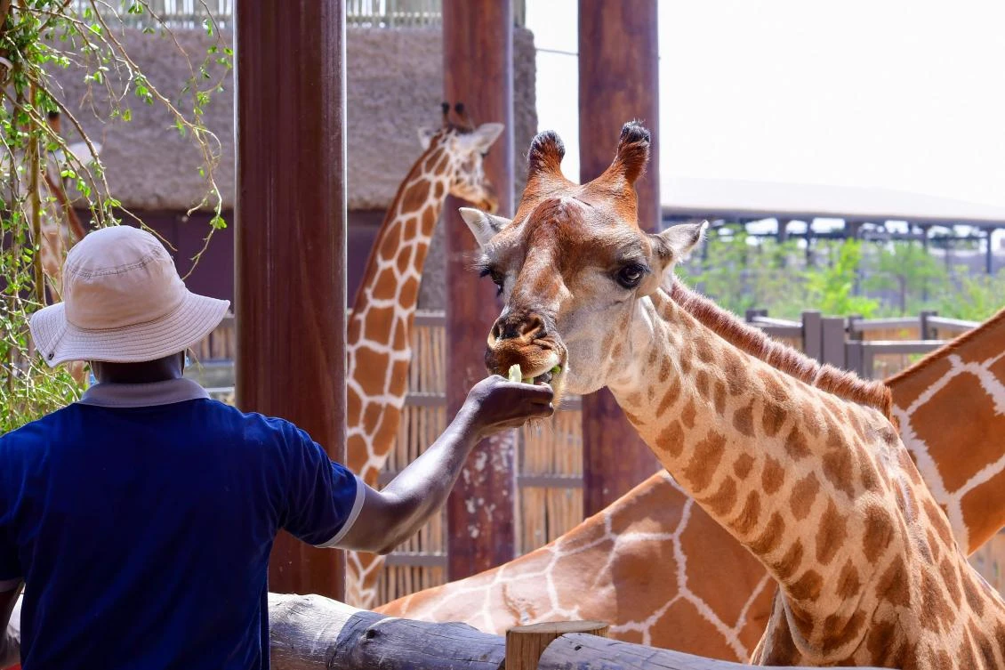 A man feeds a giraffe at the Dubai Safari Park on October 4, 2020, in the United Arab Emirates. (AFP)