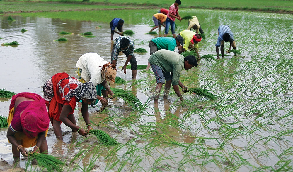 India is the world’s biggest rice exporter. The country is looking to build on a weak rupee and slump in rival exports to set record growth this year. (Reuters)