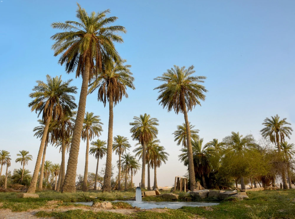 Saudi Arabia’s Al-Ahsa residents celebrate Guinness World Record recognition