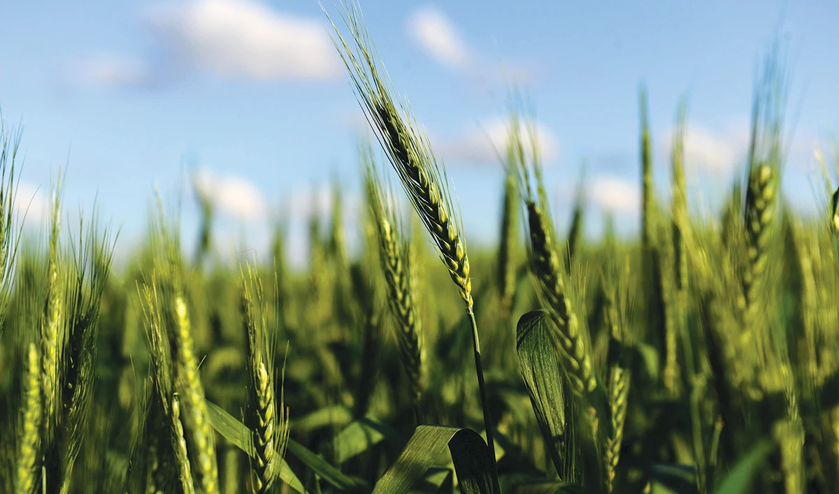 Argentina gives OK to drought-resistant GMO wheat