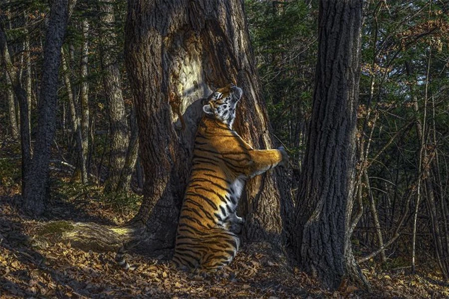 Sergey Gorshkov "The Embrace." Supplied