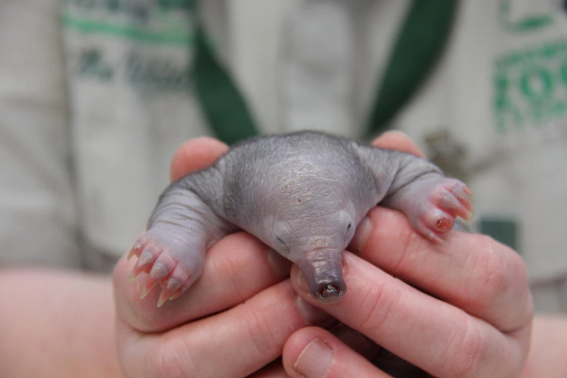 The echidna will remain at the Taronga Zoo Wildlife Hospital until it grows spines and can feed itself. (Taronga Zoo Sydney via Reuters)