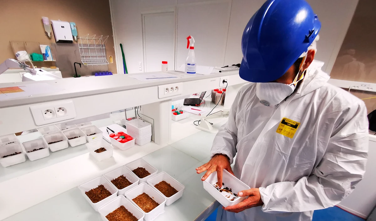 Ynsect’s Chairman and CEO Antoine Hubert inspects mealworms at the laboratory of the insect farm Ynsect, which harvests mealworms for bug-based animal food and fertilizer. (Reuters)
