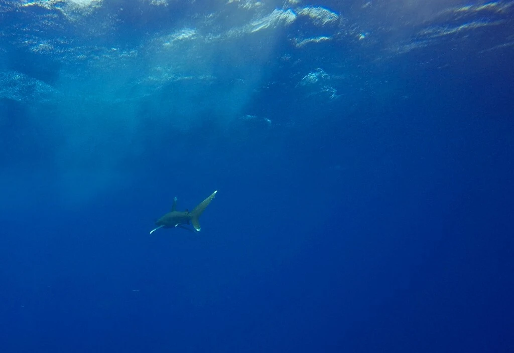 This picture shows an Oceanic Whitetip shark swimming in the blue near the Elphinstone reef dive site off the coast of Marsa Alam in the Egyptian Red Sea on October 9, 2018. (AFP)