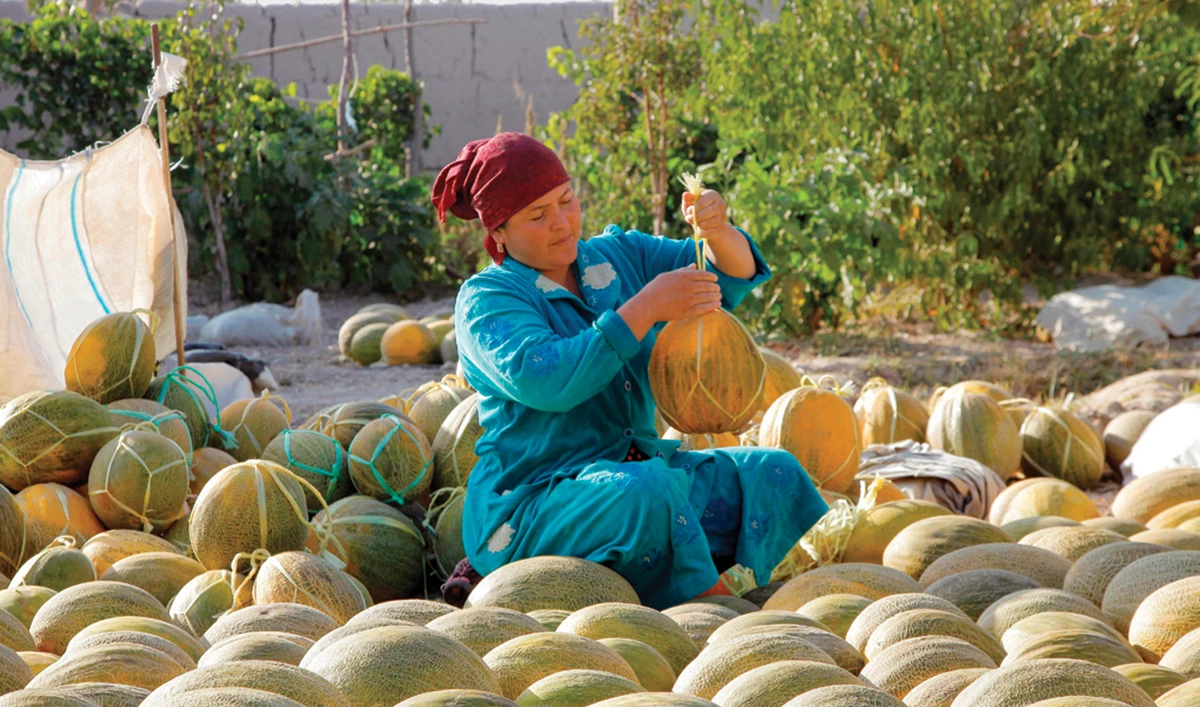 A woman prepares melons to be hanged for storage in the village of Vazir in the northwest of Uzbekistan. (AFP)