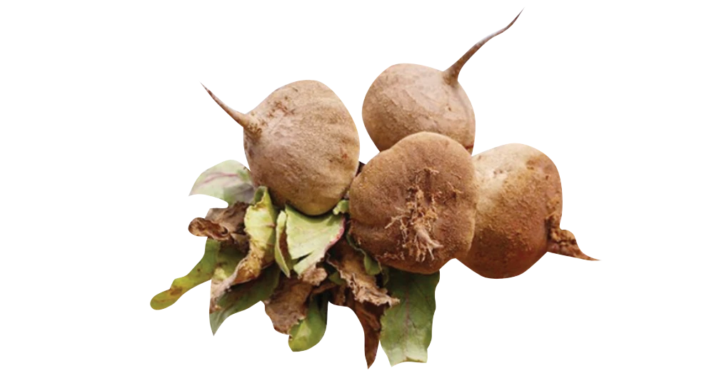 What We Are Buying Today: Azka Farms